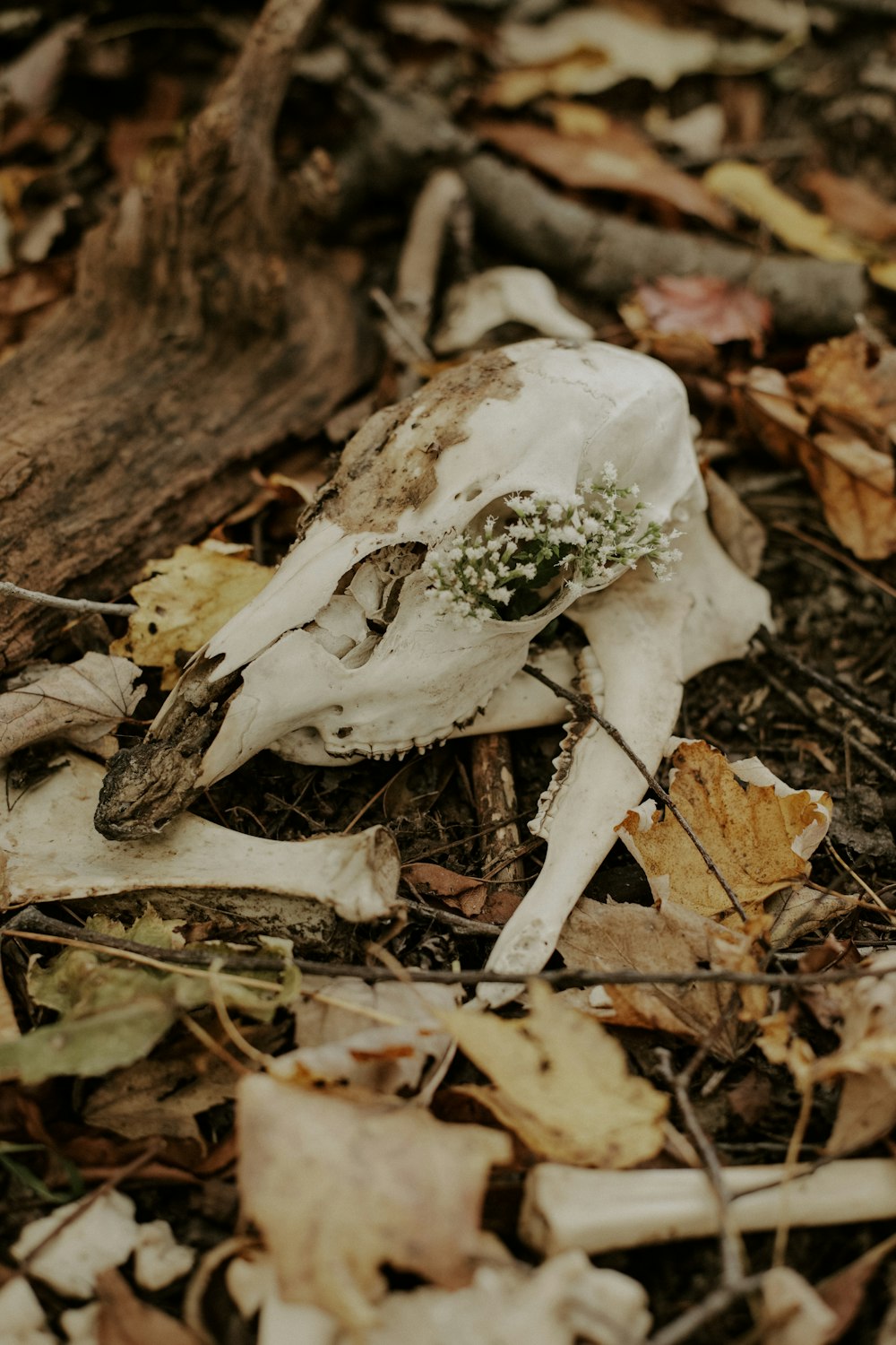 a white animal skull laying on the ground