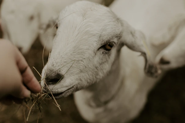 Close-up of a farmer gently feeding a group of goats under a shaded area.