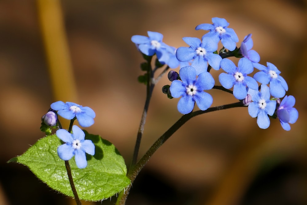 Un primer plano de una flor azul con una hoja verde