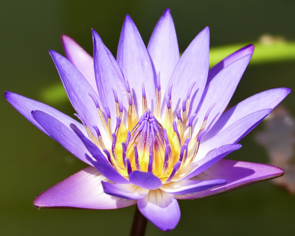a close up of a purple water lily