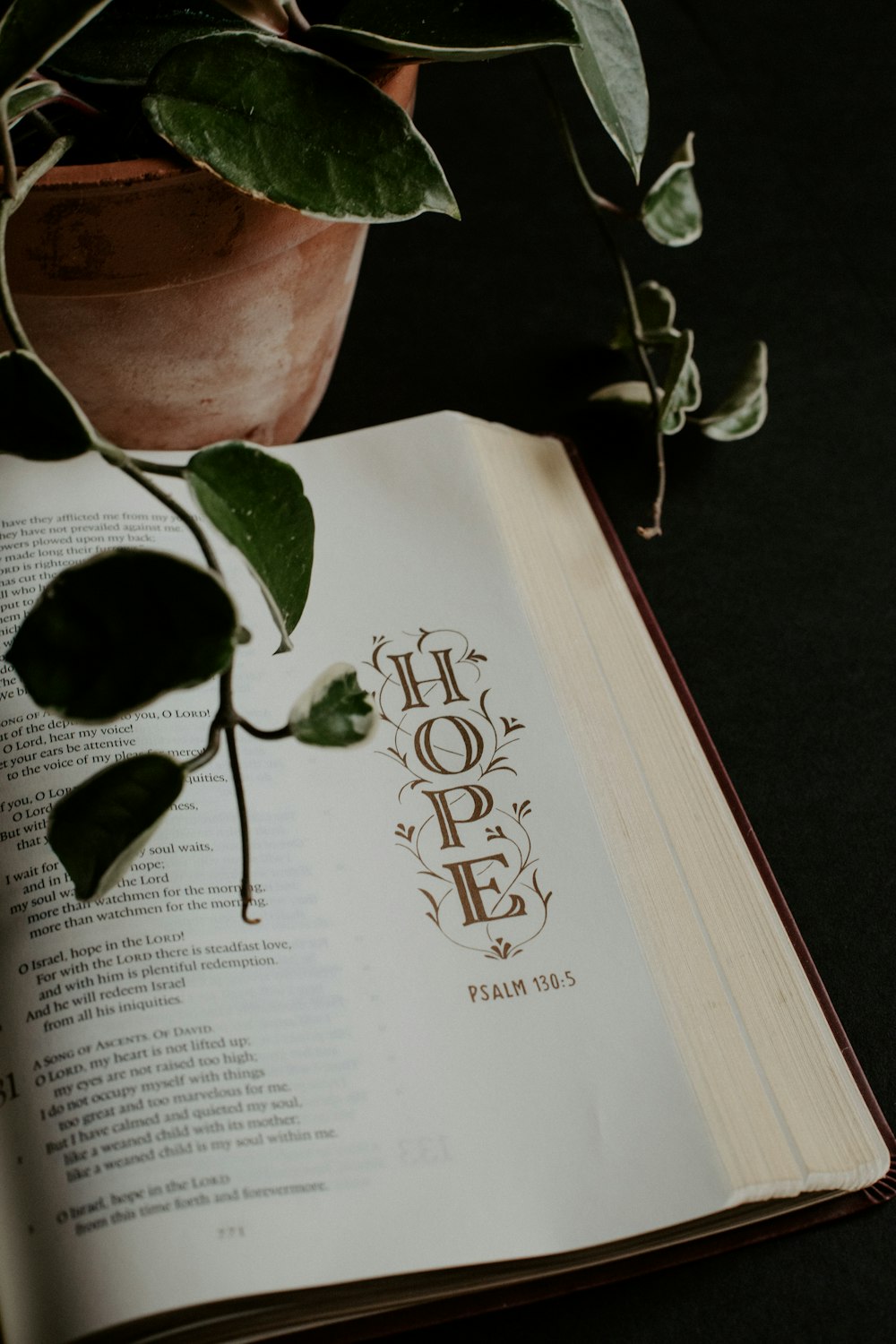 an open book with a plant on top of it