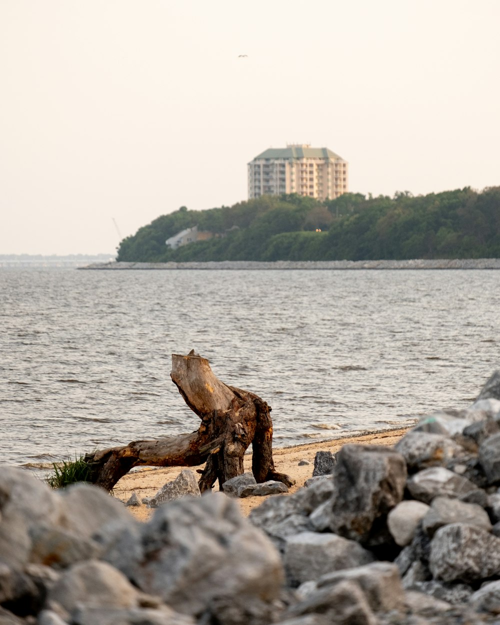 a large body of water sitting next to a forest