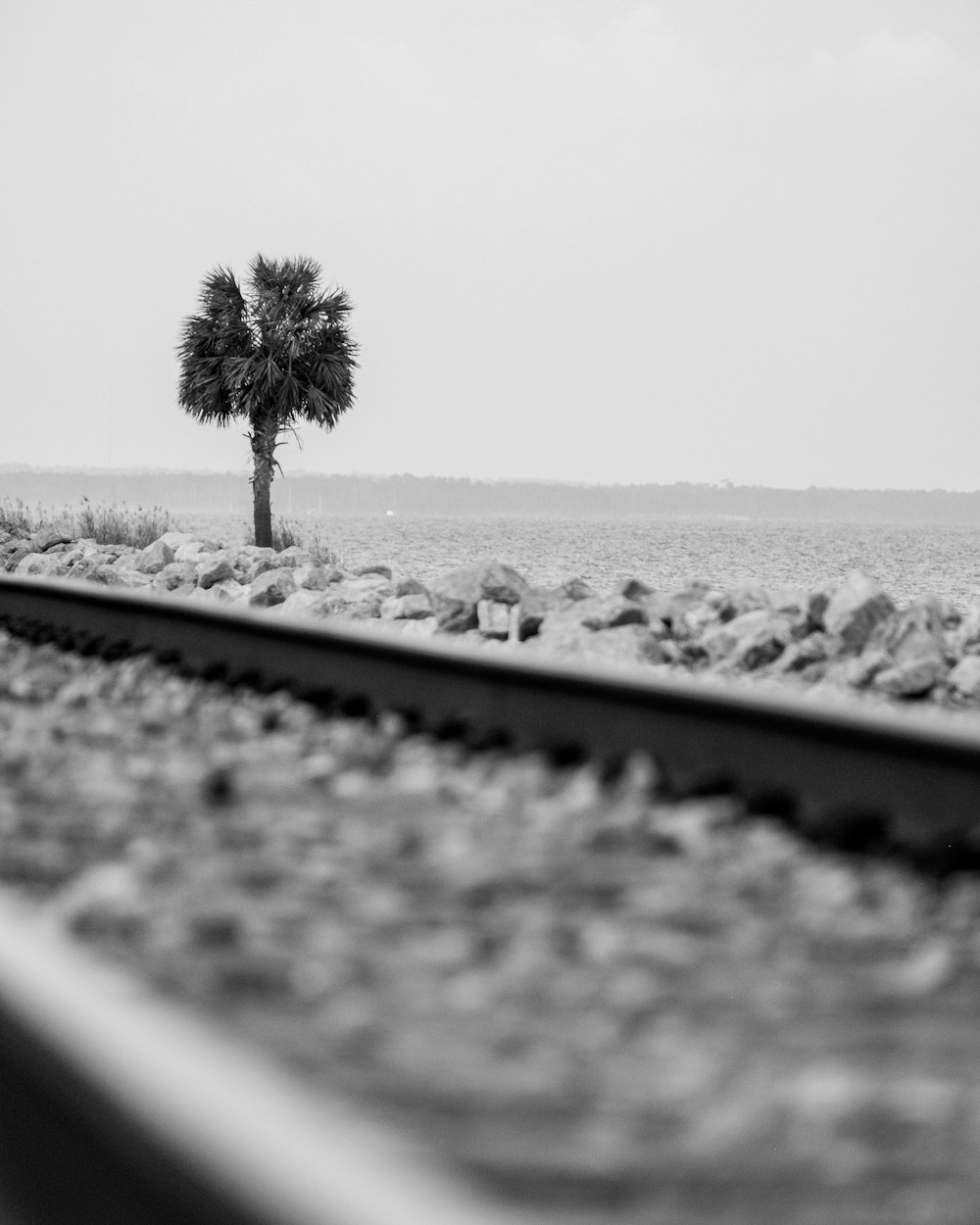 a black and white photo of a train track and a lone palm tree