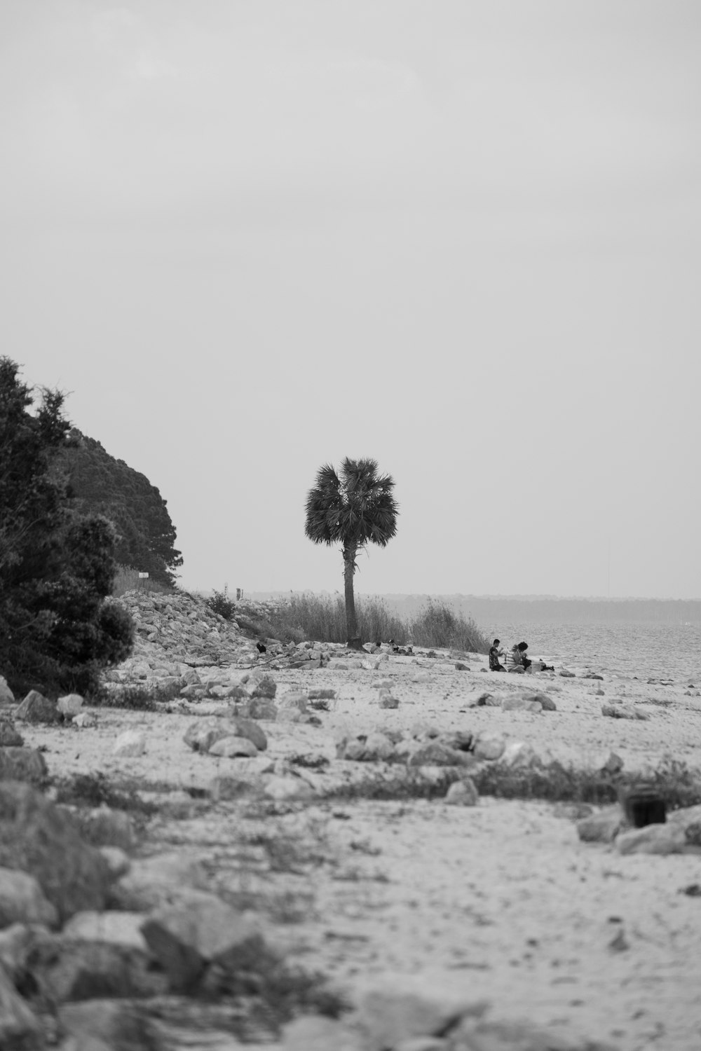 a couple of palm trees sitting on top of a sandy beach