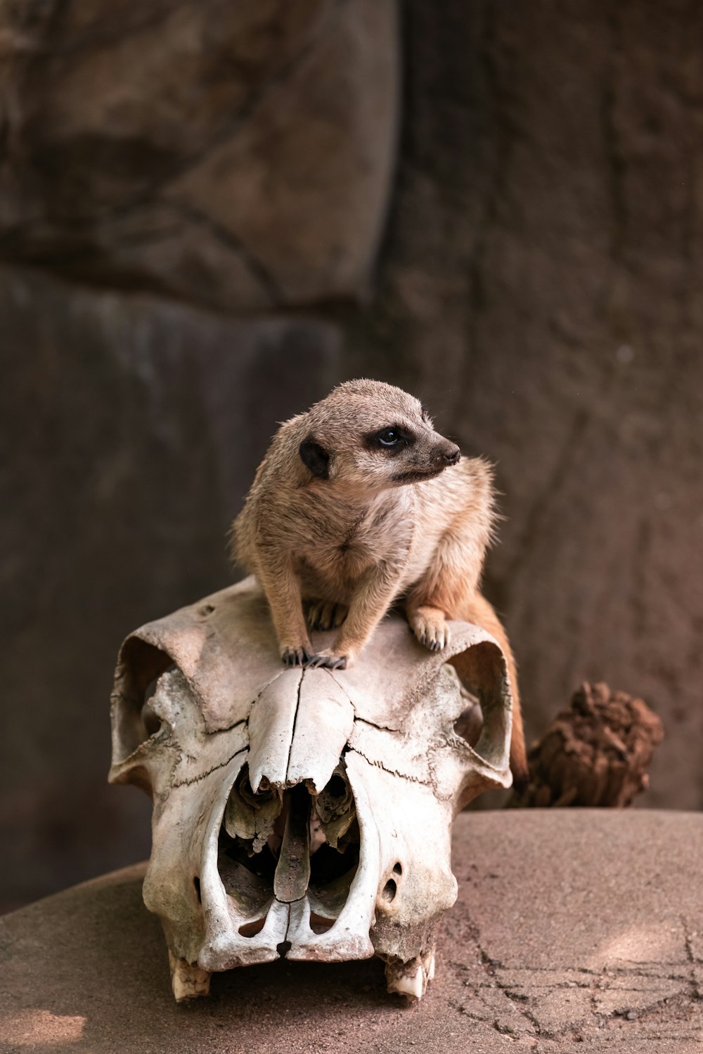 a meerkat sitting on top of a human skull