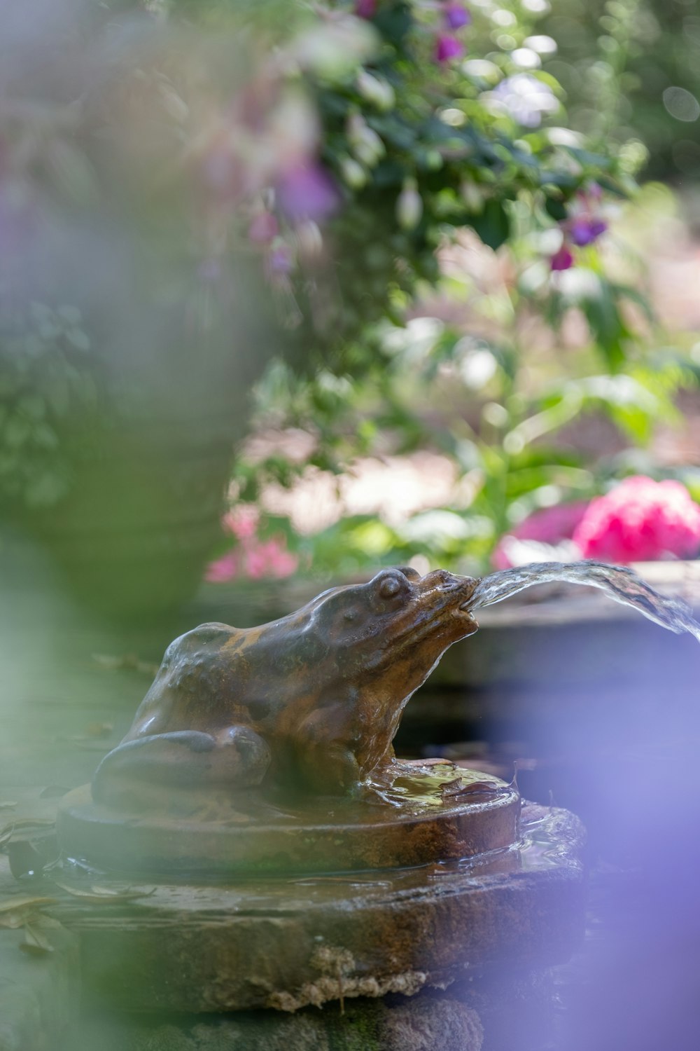 a frog that is sitting in the water