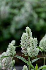 a close up of a plant with white flowers