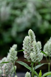 a close up of a plant with white flowers
