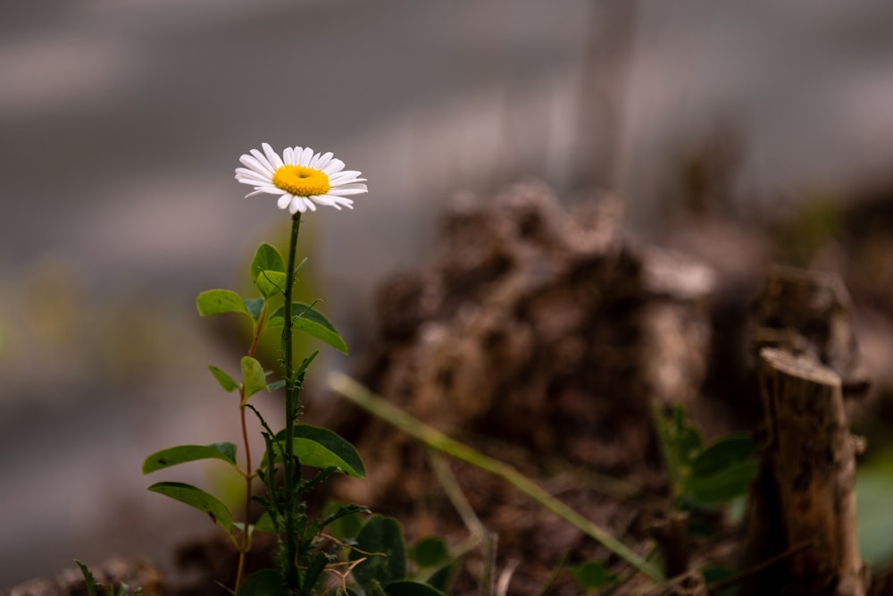 a single white flower with a yellow center