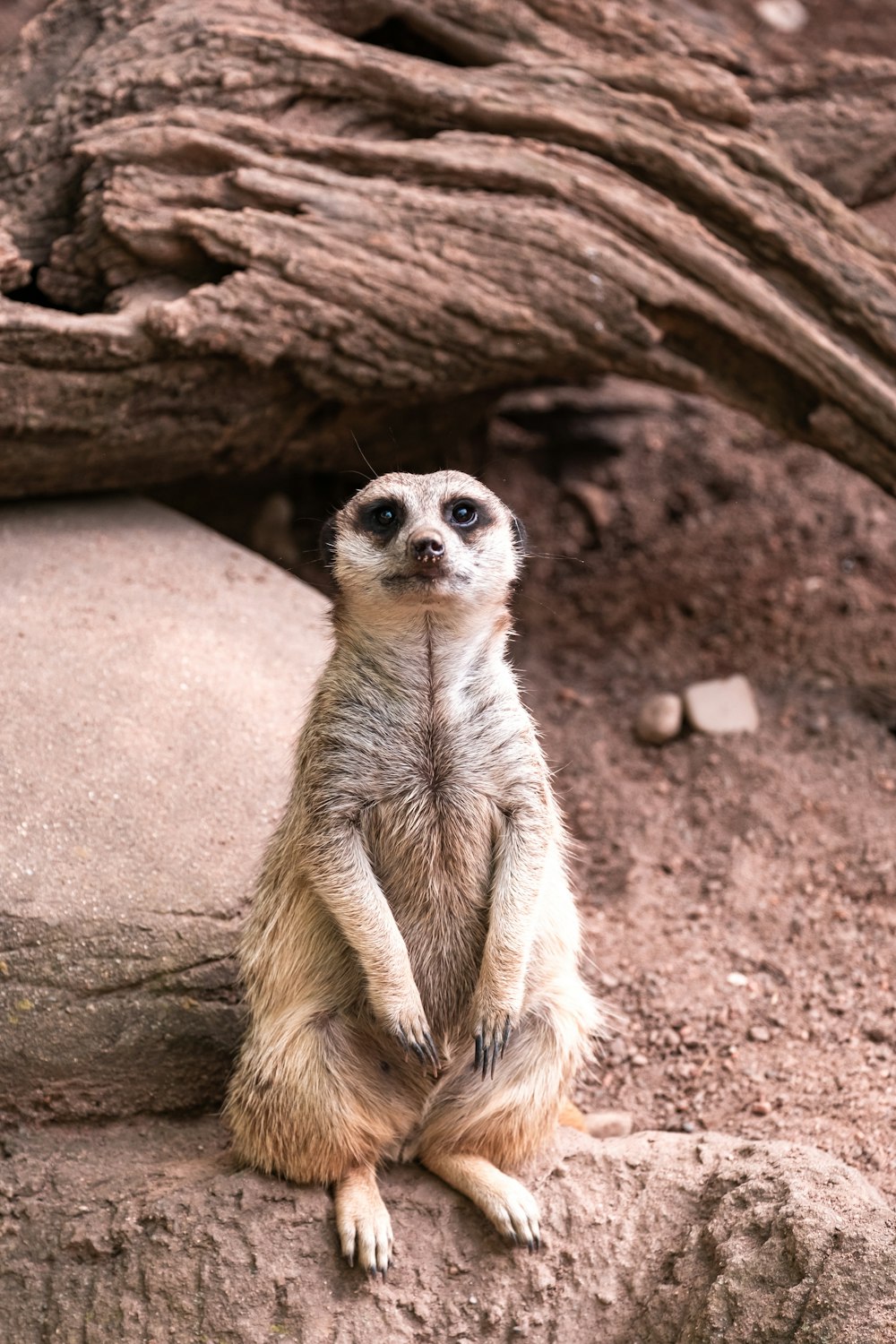 a meerkat sitting on top of a rock