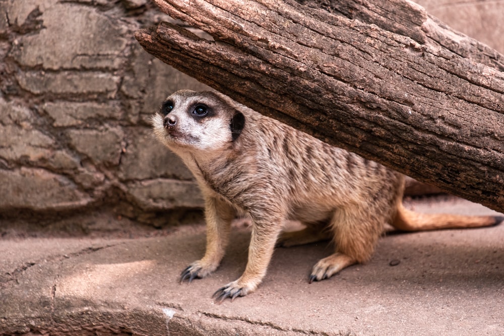 a small meerkat standing underneath a large log
