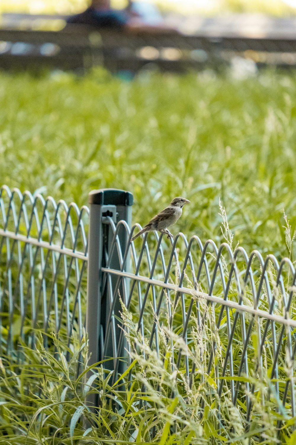 a small bird perched on top of a fence