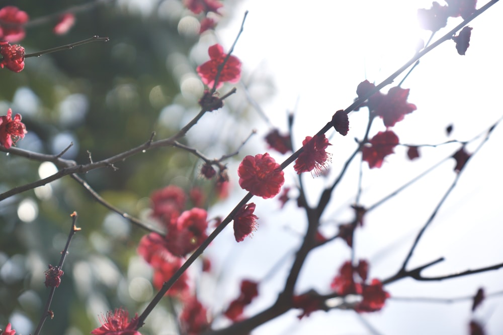 a tree branch with red flowers and green leaves