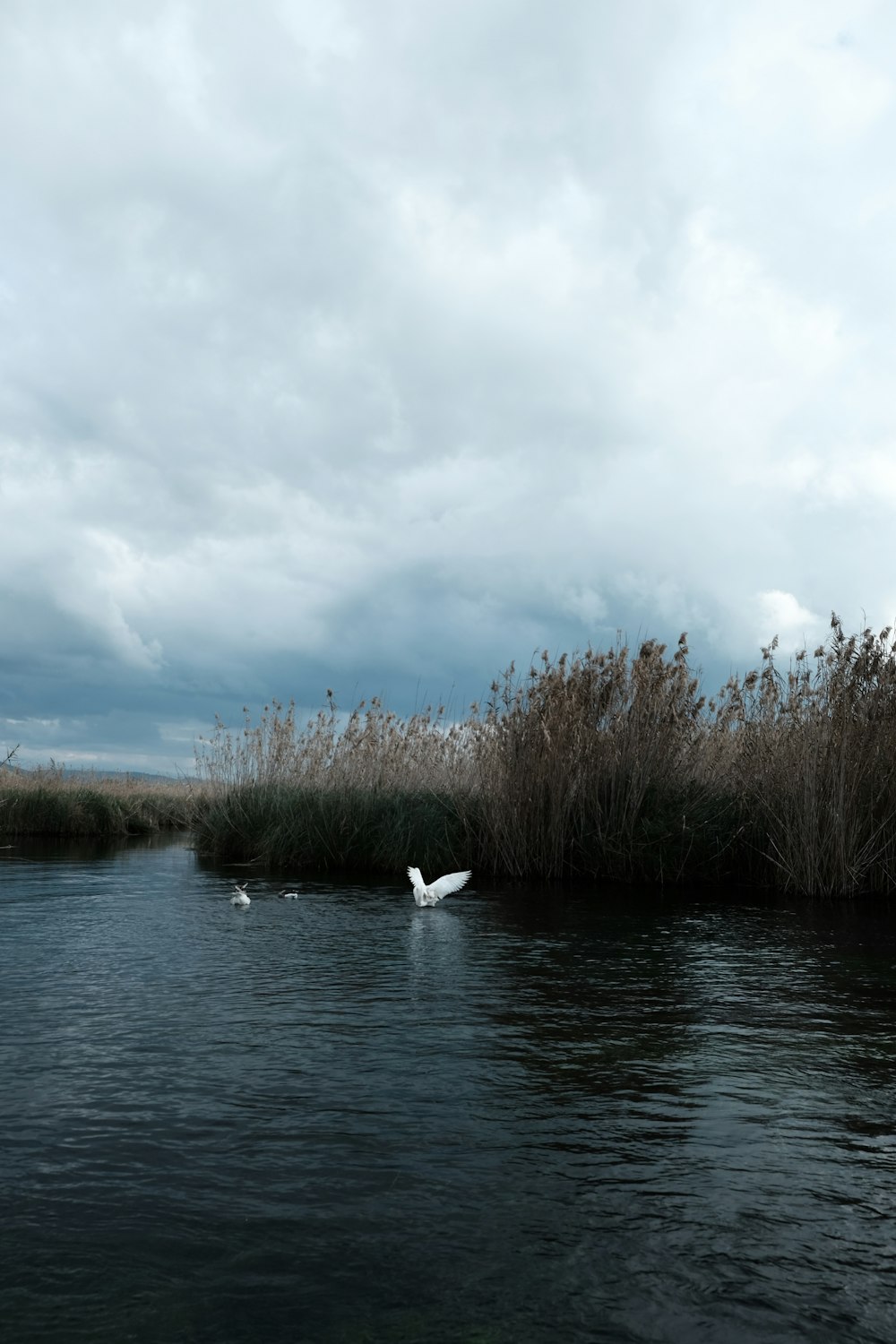 a couple of birds flying over a body of water