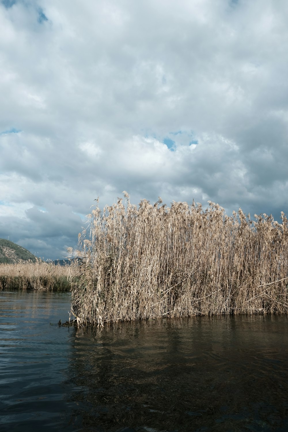 a body of water surrounded by tall dry grass