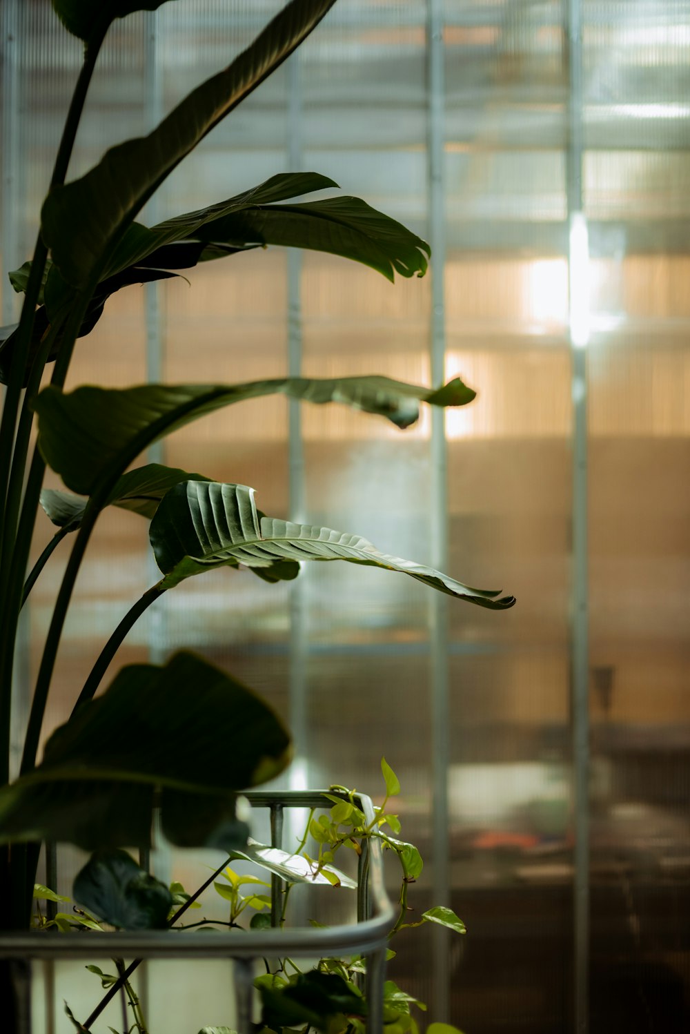 a potted plant in front of a window