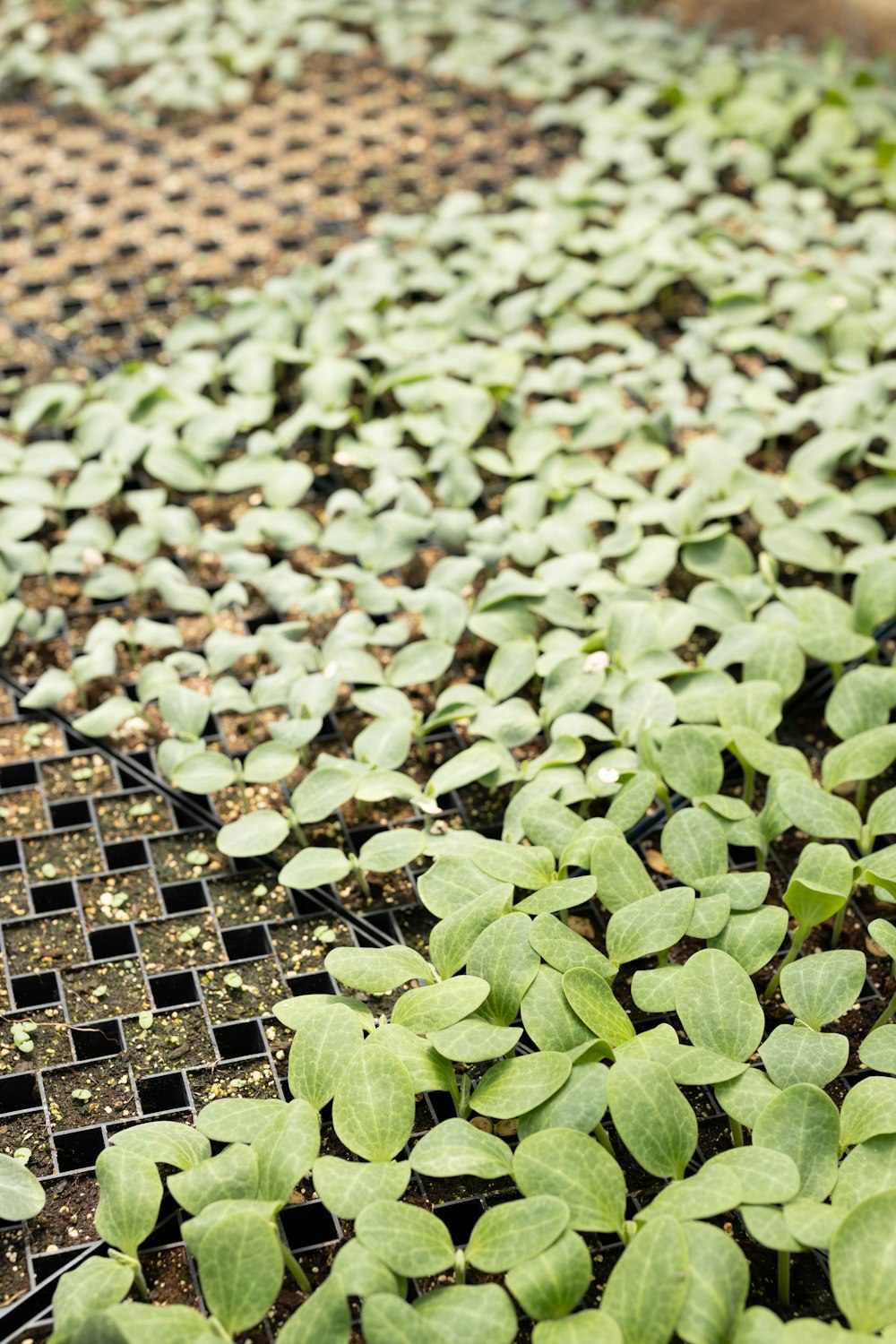 a bunch of plants that are growing in the ground