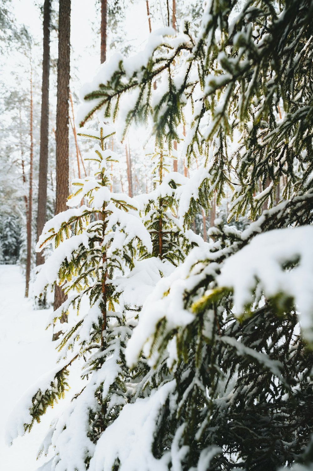 a pine tree covered in snow in a forest