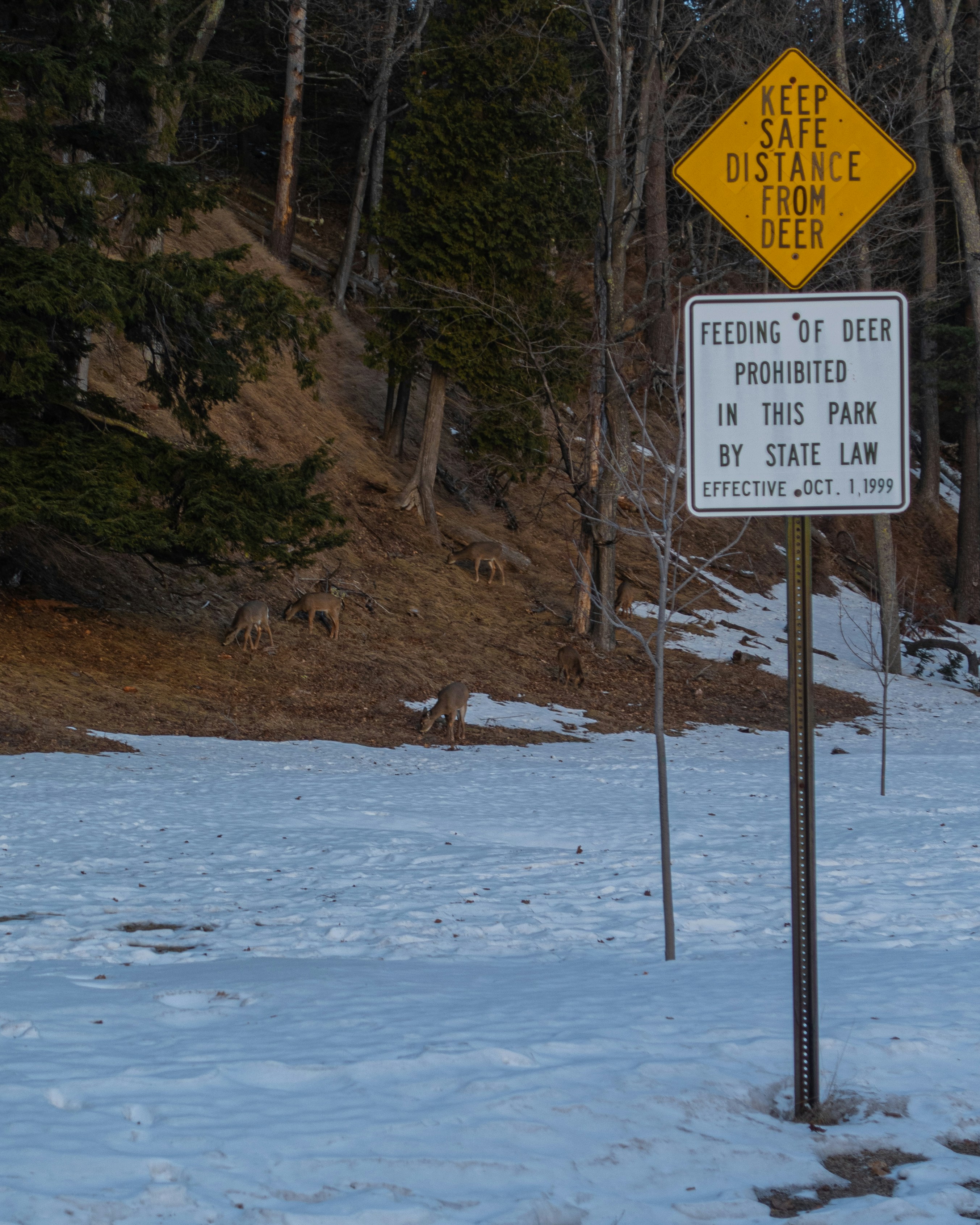 Recent Outdoor News: Understanding Chronic Wasting Disease and Its Impact
