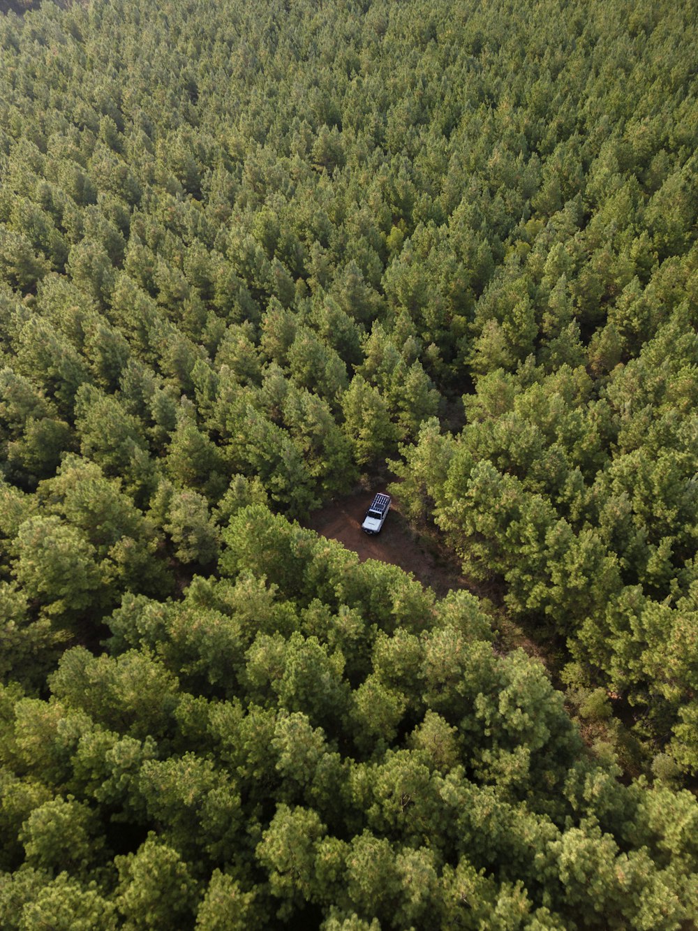 a car is parked in the middle of a forest