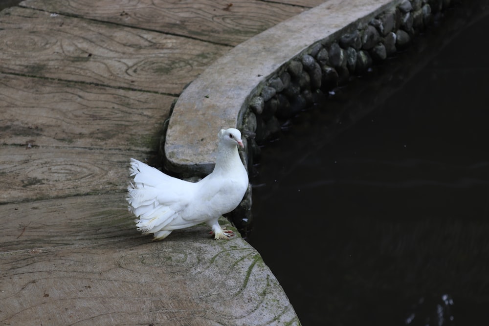 a white bird standing on the edge of a body of water