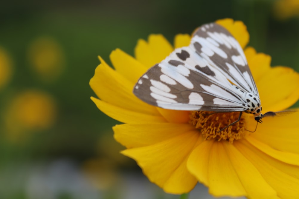 a close up of a butterfly on a yellow flower