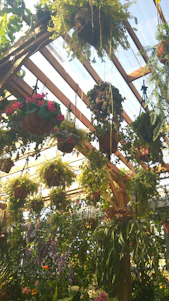 A sunlit greenhouse aisle filled with colorful hanging baskets swaying gently.