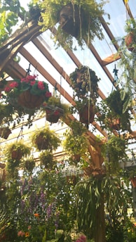 A greenhouse filled with an abundant variety of lush, green plants and colorful flowers. Numerous hanging baskets are suspended from wooden beams, creating a vibrant canopy of greenery and blooms. Sunlight filters through the translucent roof, casting a warm glow over the space.