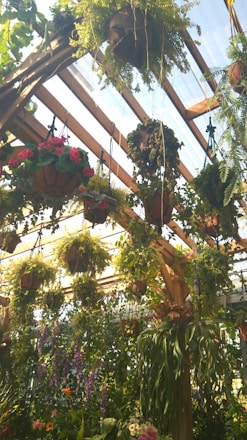 A sunlit greenhouse showcasing vibrant plants and students engaged in horticulture education.