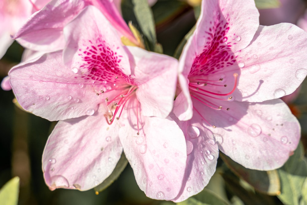 a close up of a pink flower with water droplets on it