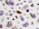 Various crystals and gemstones are scattered across a light background. The stones are predominantly purple, with shades ranging from amethyst to lighter lavender hues. Some stones exhibit sparkling facets, with a mix of raw and polished textures. A few stones also display brown and clear colors.