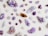 Various crystals and gemstones are scattered across a light background. The stones are predominantly purple, with shades ranging from amethyst to lighter lavender hues. Some stones exhibit sparkling facets, with a mix of raw and polished textures. A few stones also display brown and clear colors.