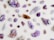 Various crystals and gemstones are scattered across a light background. The stones are predominantly purple, with shades ranging from amethyst to lighter lavender hues. Some stones exhibit sparkling facets, with a mix of raw and polished textures. A few stones also display brown and clear colors.