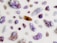 Various crystals and gemstones are scattered across a light background. The stones are predominantly purple, with shades ranging from amethyst to lighter lavender hues. Some stones exhibit sparkling facets, with a mix of raw and polished textures. A few stones also display brown and clear colors.