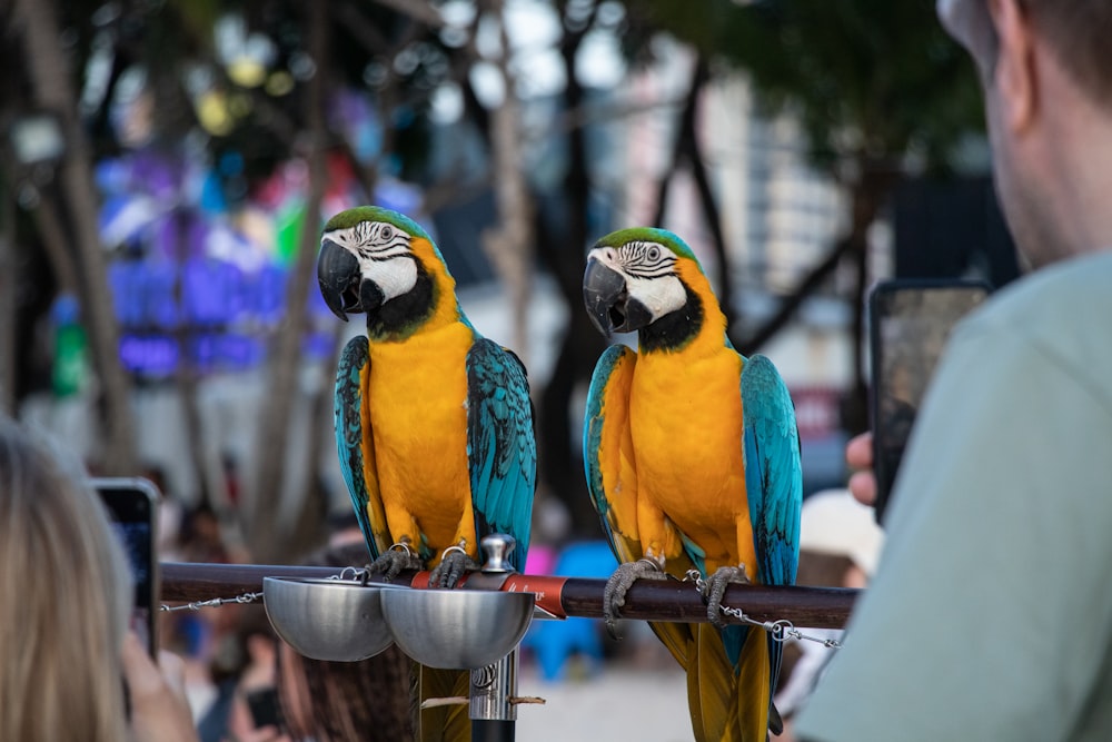 a couple of parrots sitting on top of a metal pole