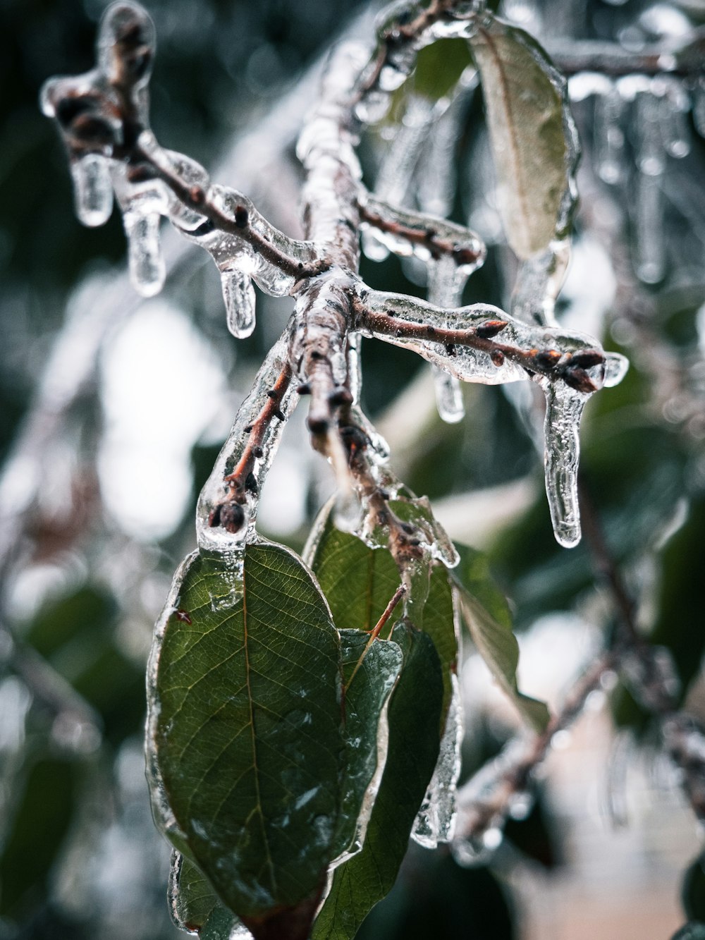 a close up of a tree with ice on it