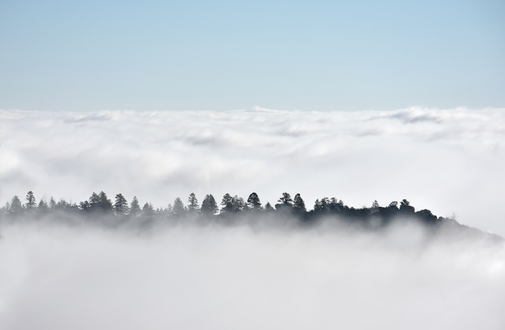 a group of trees sitting on top of a hill covered in fog