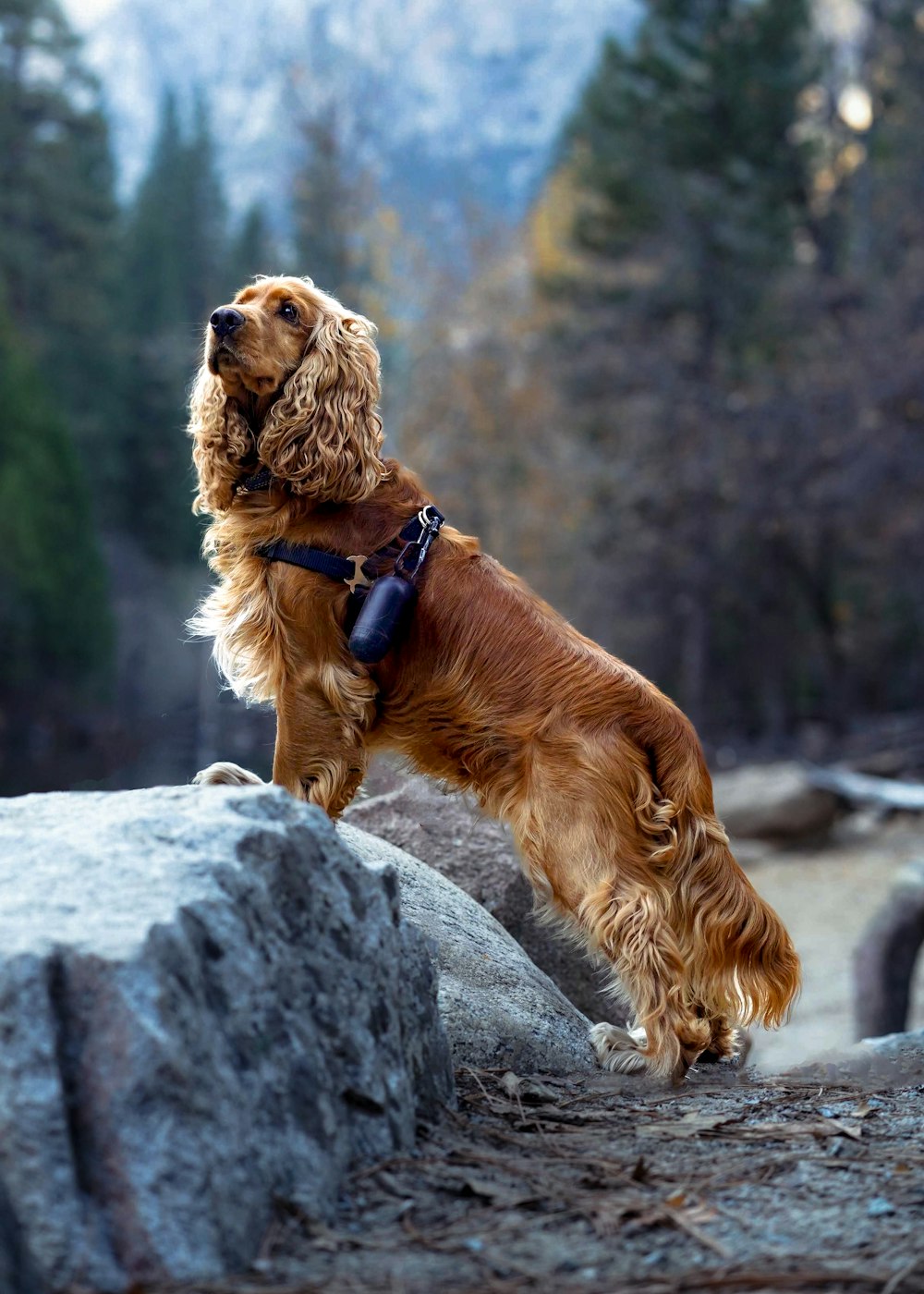 a brown dog standing on top of a large rock