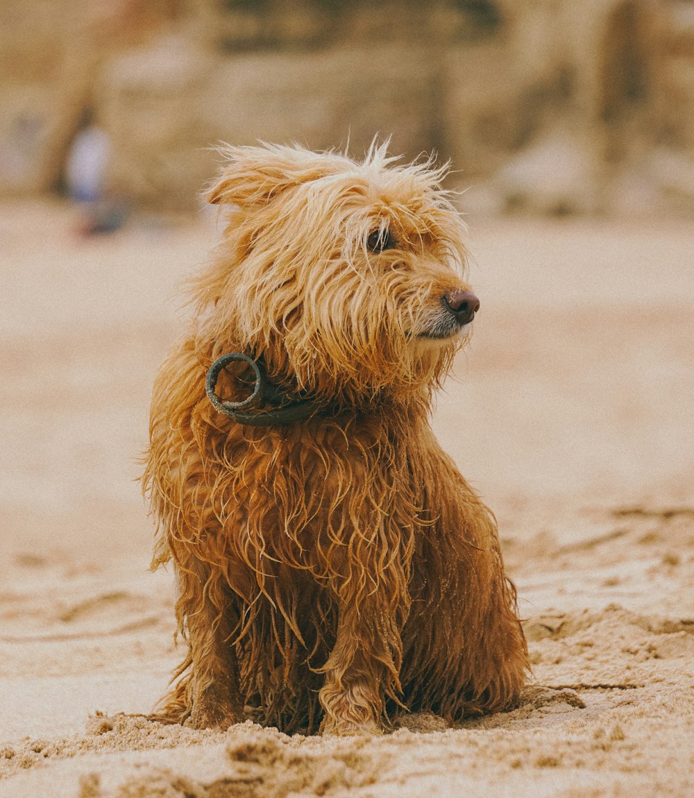 Un chien brun assis au sommet d’une plage de sable
