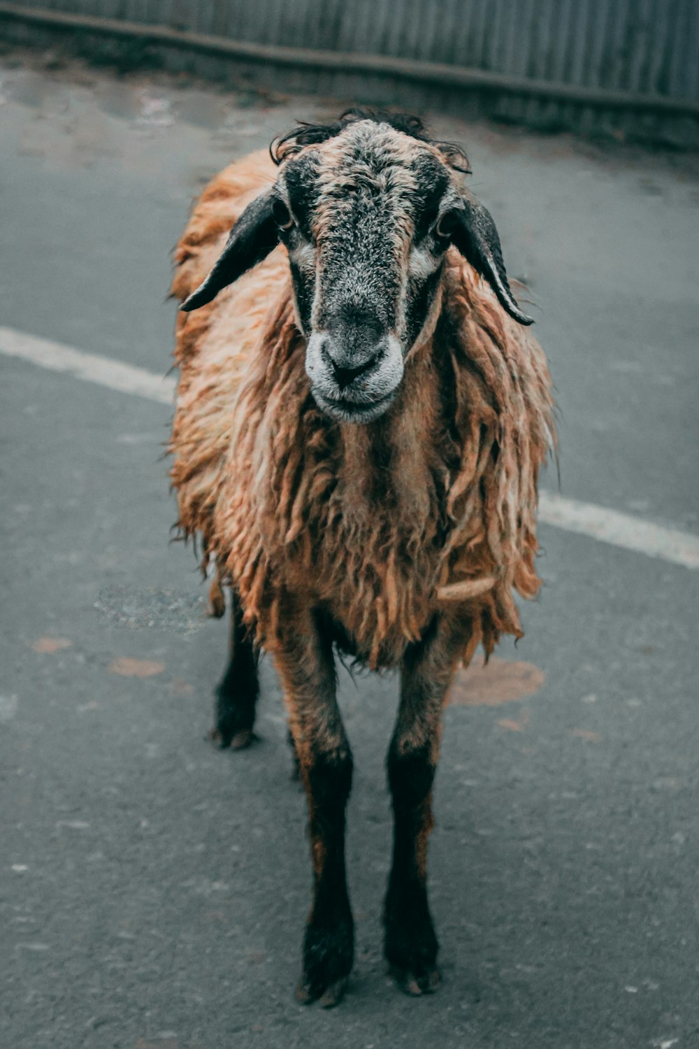 a brown goat standing on top of a street