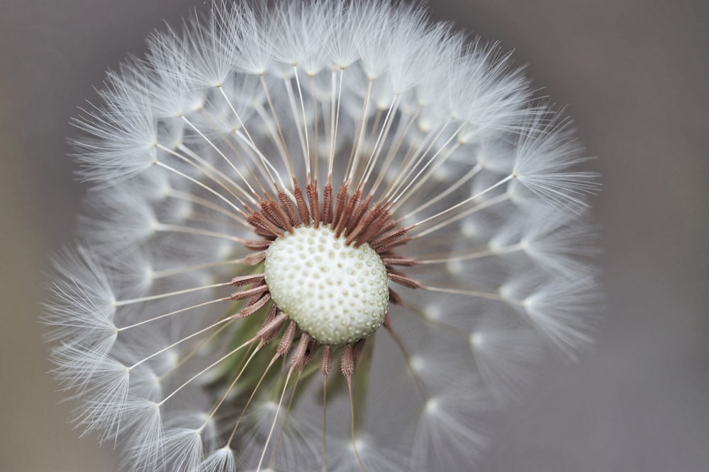 a close up of a dandelion on a gray background