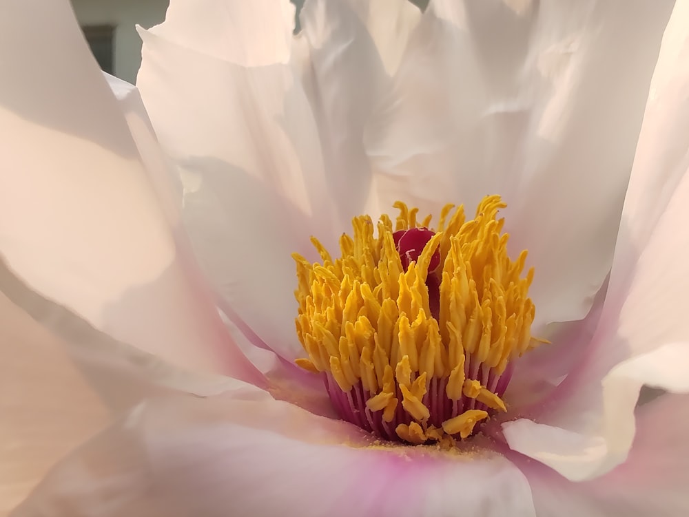 a close up of a white flower with yellow stamen