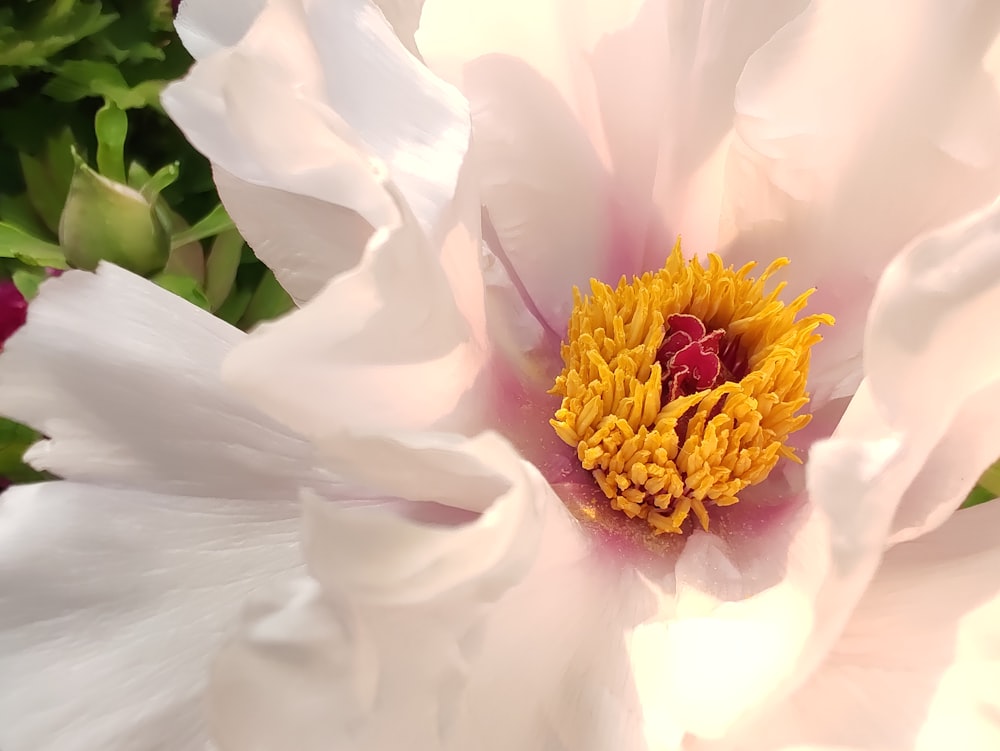 a large white flower with a yellow center