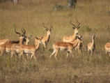 A herd of antelopes is gathered in a grassy savanna, with several males displaying prominent, curved horns. The landscape is vast and dry, featuring tall yellow-brown grass and sparse vegetation.