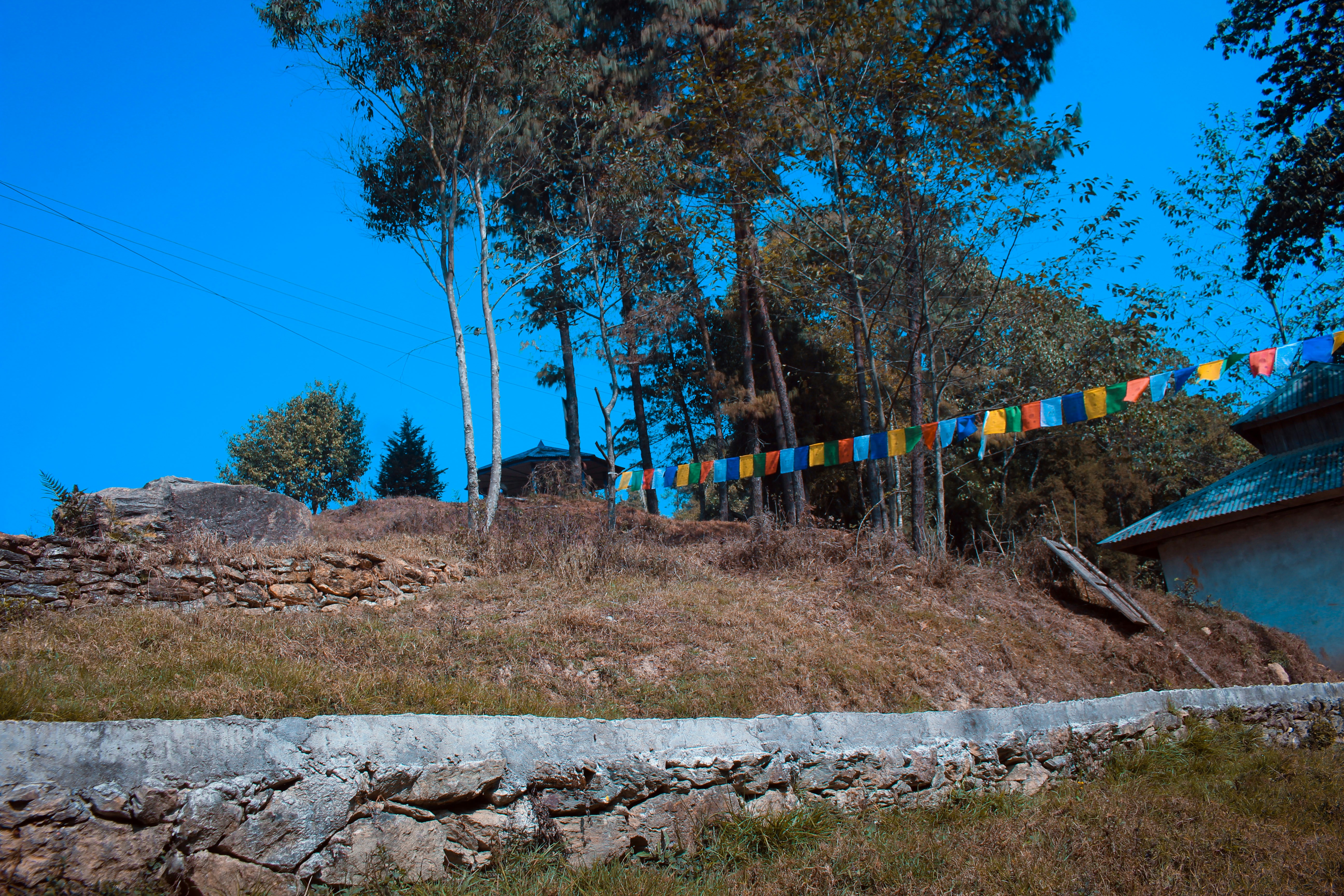 Colorful Tibetan prayer flags strung between trees against bright blue sky in Himalayan monastery setting