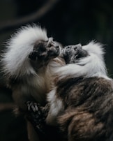Two small primates with fluffy white fur and expressive faces are interacting closely. The background is dark, making the primates' features stand out prominently.