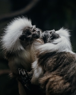 Two small primates with fluffy white fur and expressive faces are interacting closely. The background is dark, making the primates' features stand out prominently.