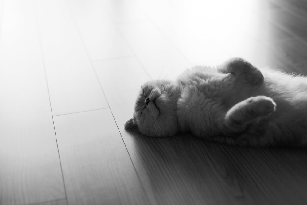 a cat laying on its back on the floor