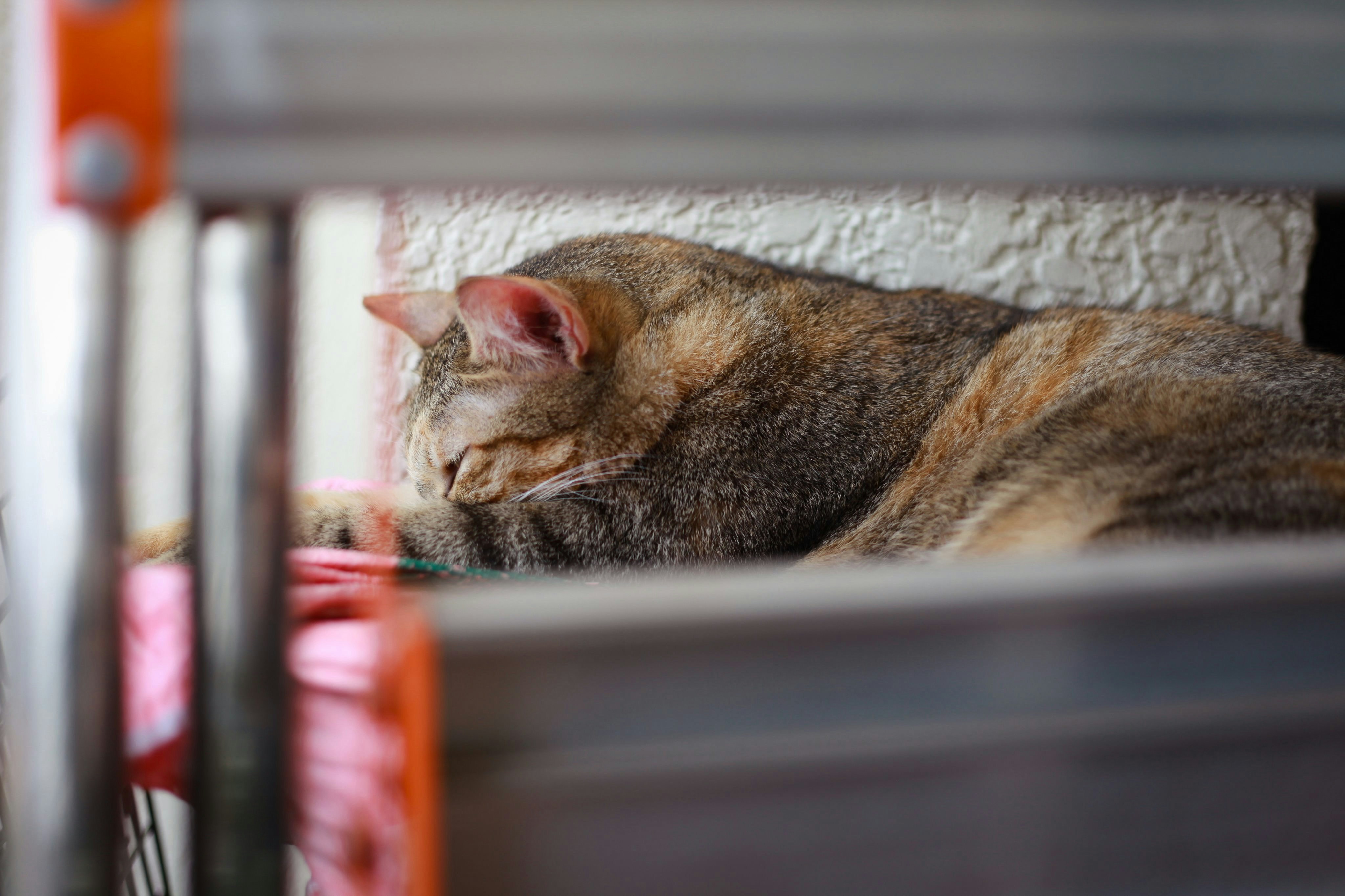 a cat sleeping on top of a bed next to a wall