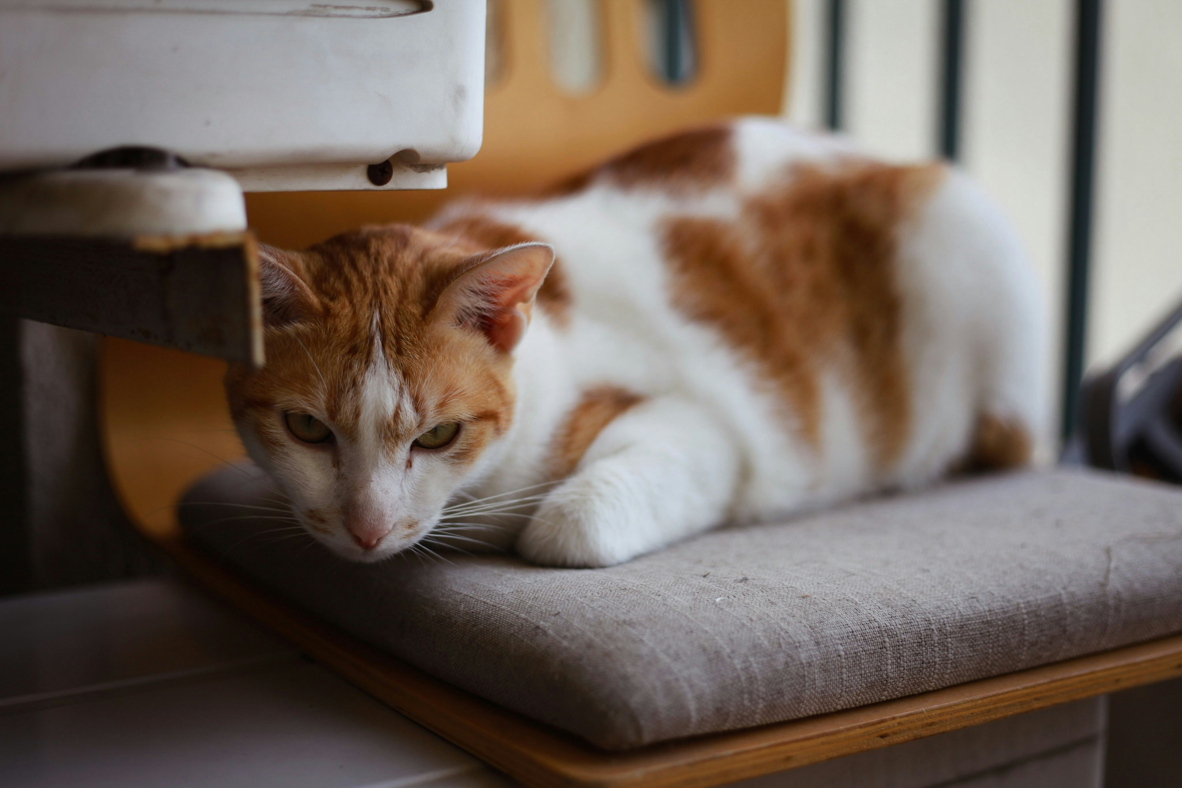 an orange and white cat laying on top of a chair